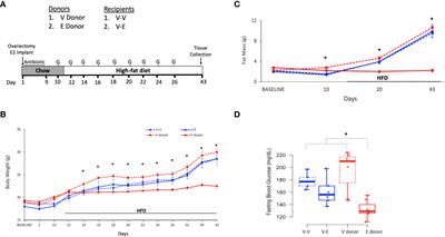 Differential effects of Akkermansia-enriched fecal microbiota transplant on energy balance in female mice on high-fat diet